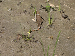 Thamnophis sirtalis concinnus