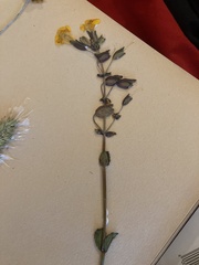 Erythranthe tilingii