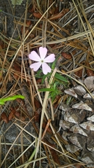 Phlox woodhousei
