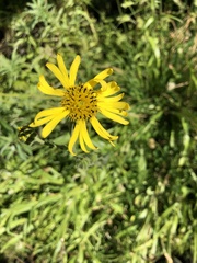 Kyhosia bolanderi