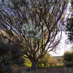 Chamaecytisus prolifer