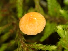 Mycena acicula