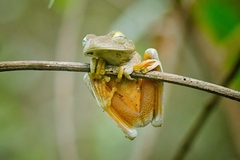 Boana platanera