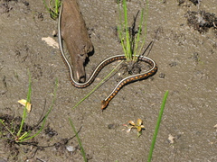 Thamnophis sirtalis concinnus