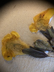 Erythranthe tilingii