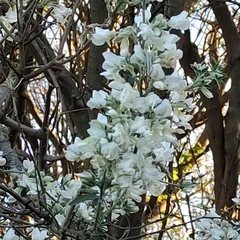 Chamaecytisus prolifer