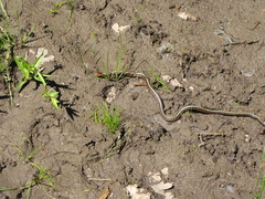 Thamnophis sirtalis concinnus