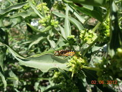 Rhynocoris punctiventris