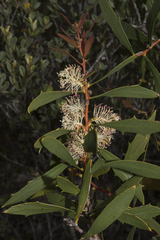 Hakea nitida