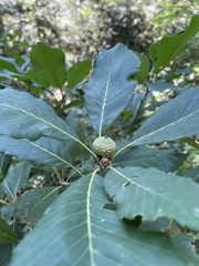 Quercus sadleriana
