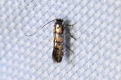 Chrysaster ostensackenella