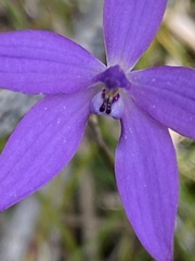 Glossodia minor