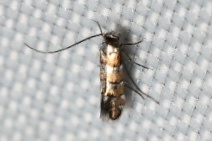 Chrysaster ostensackenella