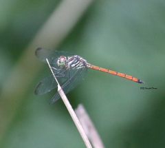 Lathrecista asiatica