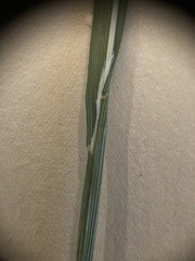 Erythranthe tilingii