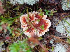 Hydnellum aurantiacum