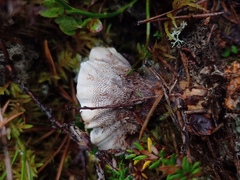 Hydnellum aurantiacum