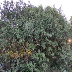 Sophora