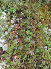 Hydnellum aurantiacum