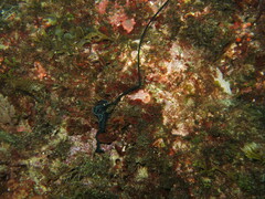 Bonellia viridis