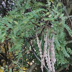 Sophora