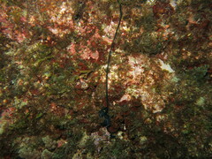 Bonellia viridis