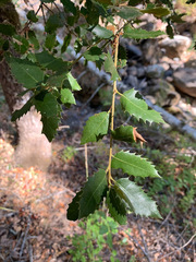 Quercus chrysolepis