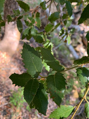 Quercus chrysolepis