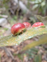 Euura californica