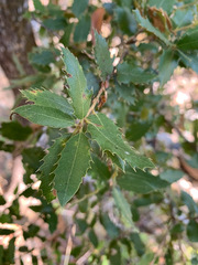 Quercus chrysolepis