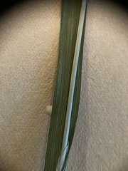 Erythranthe tilingii