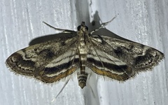 Parapoynx obscuralis