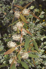 Hakea nitida