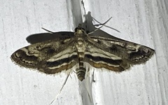 Parapoynx obscuralis