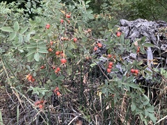 Rosa woodsii