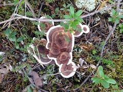 Phellodon tomentosus