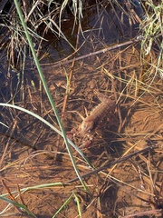 Procambarus simulans