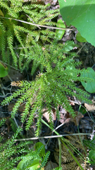Dendrolycopodium dendroideum
