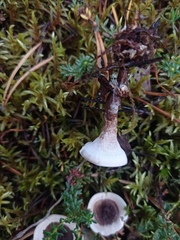 Phellodon tomentosus