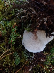 Phellodon tomentosus