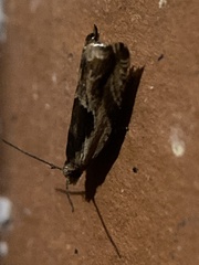 Ancylis