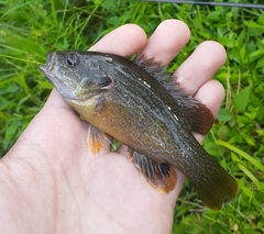 Lepomis cyanellus