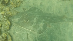 Pseudobatos productus