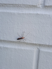 Zelus longipes