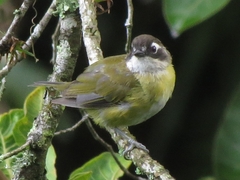 Chlorospingus flavopectus