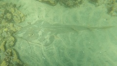 Pseudobatos productus