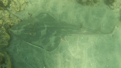 Pseudobatos productus