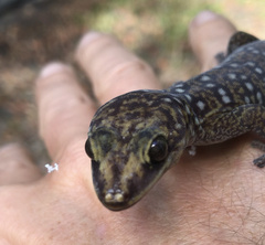 Oedura tryoni