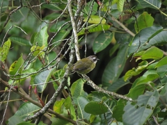 Chlorospingus flavopectus
