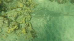 Pseudobatos productus